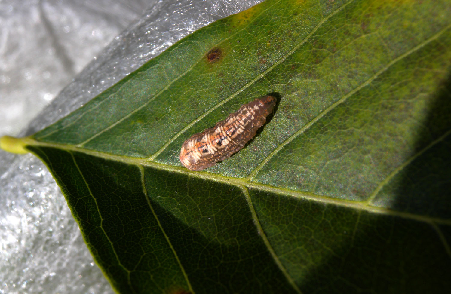 Larva strana
